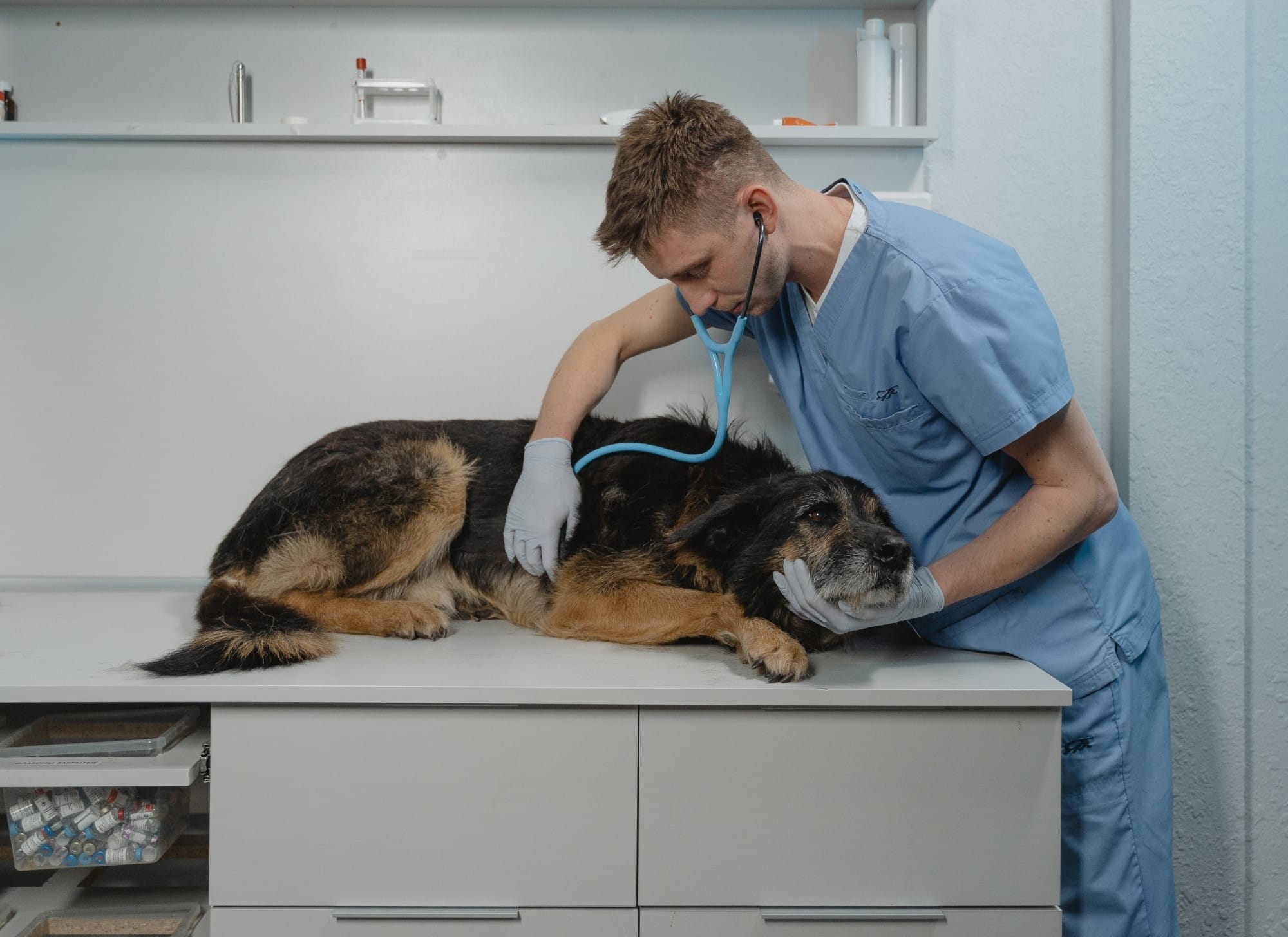 The Definitive 2025 Guide to Pet Insurance in the United States:  Price, Benefits, and Causes for Its rapid expansion